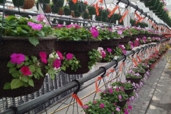 UFO Impatiens Baskets