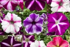 Petunias