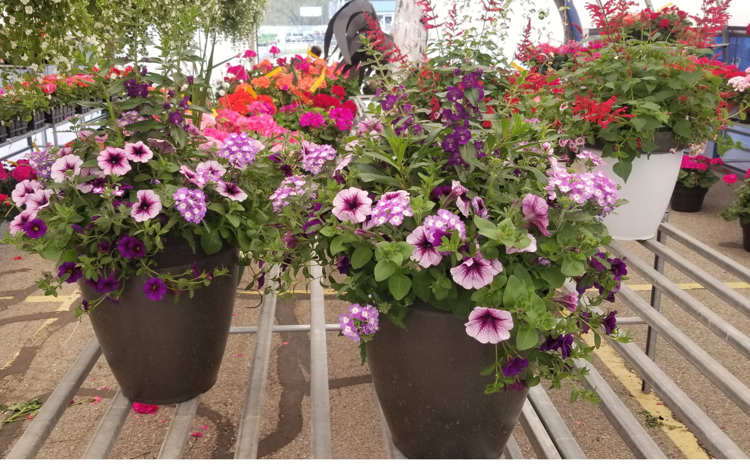 Flowering patio planters