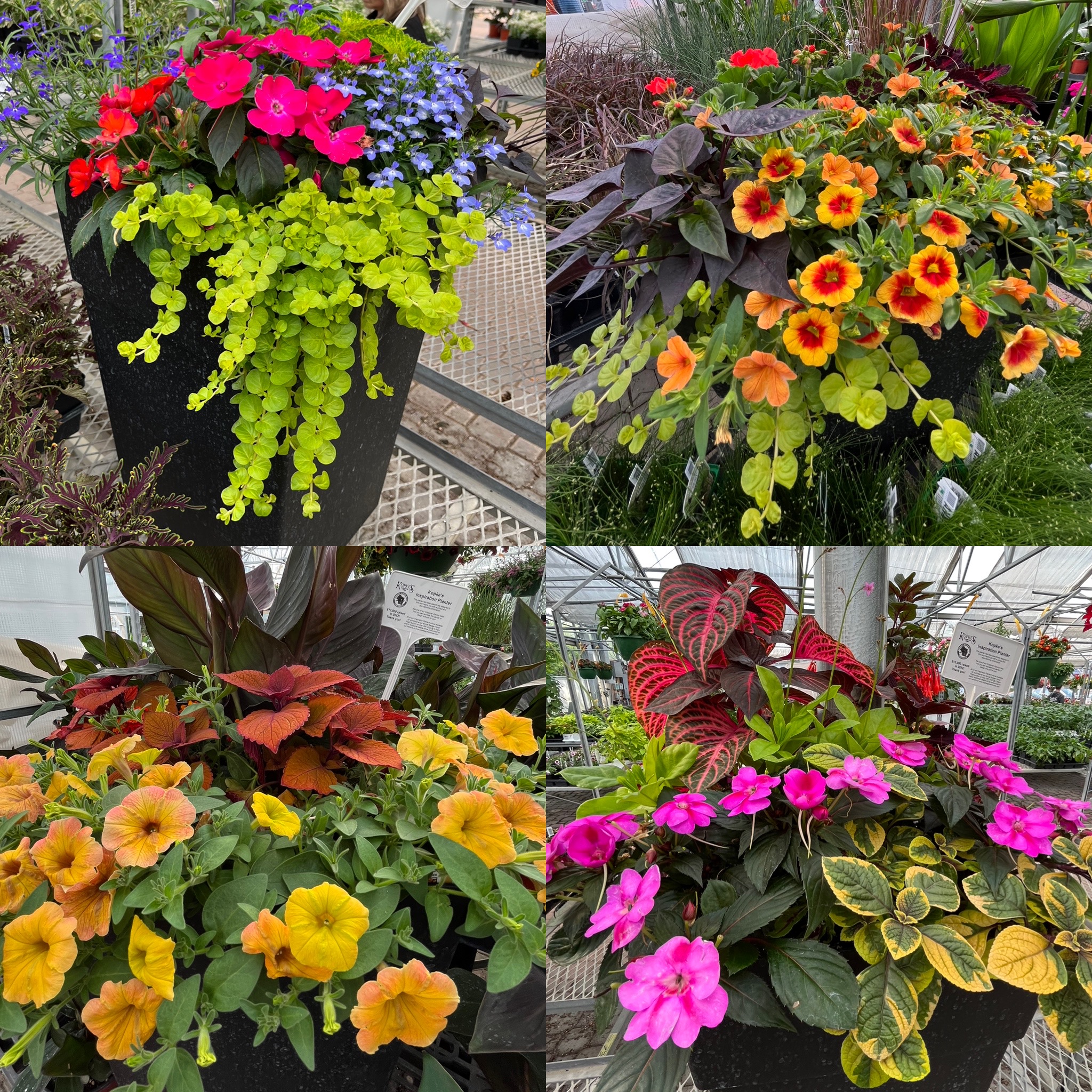 Flowering patio planters