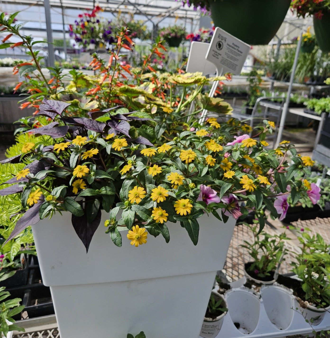 A flowering patio planter