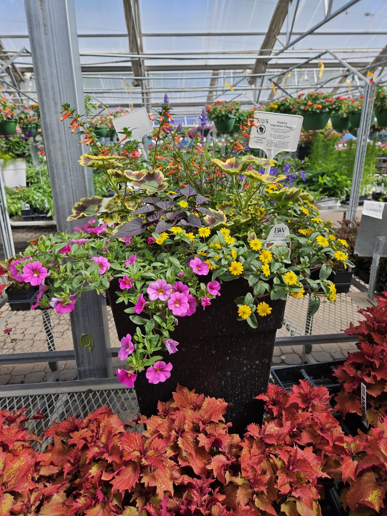 a flowering patio planter