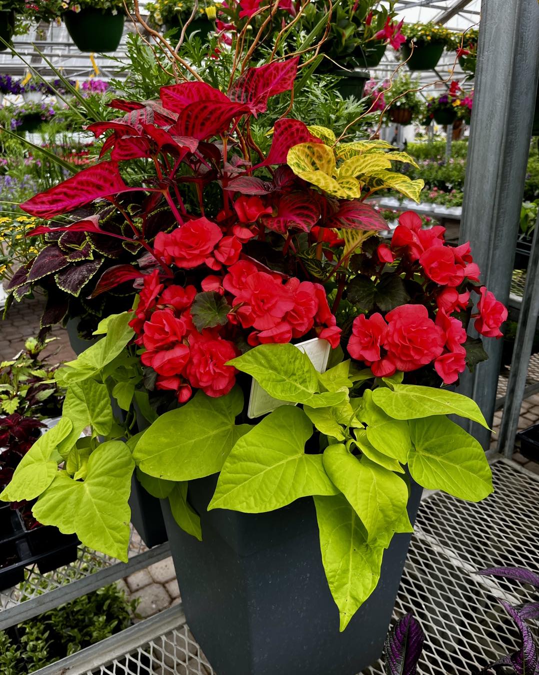 A flowering patio planter