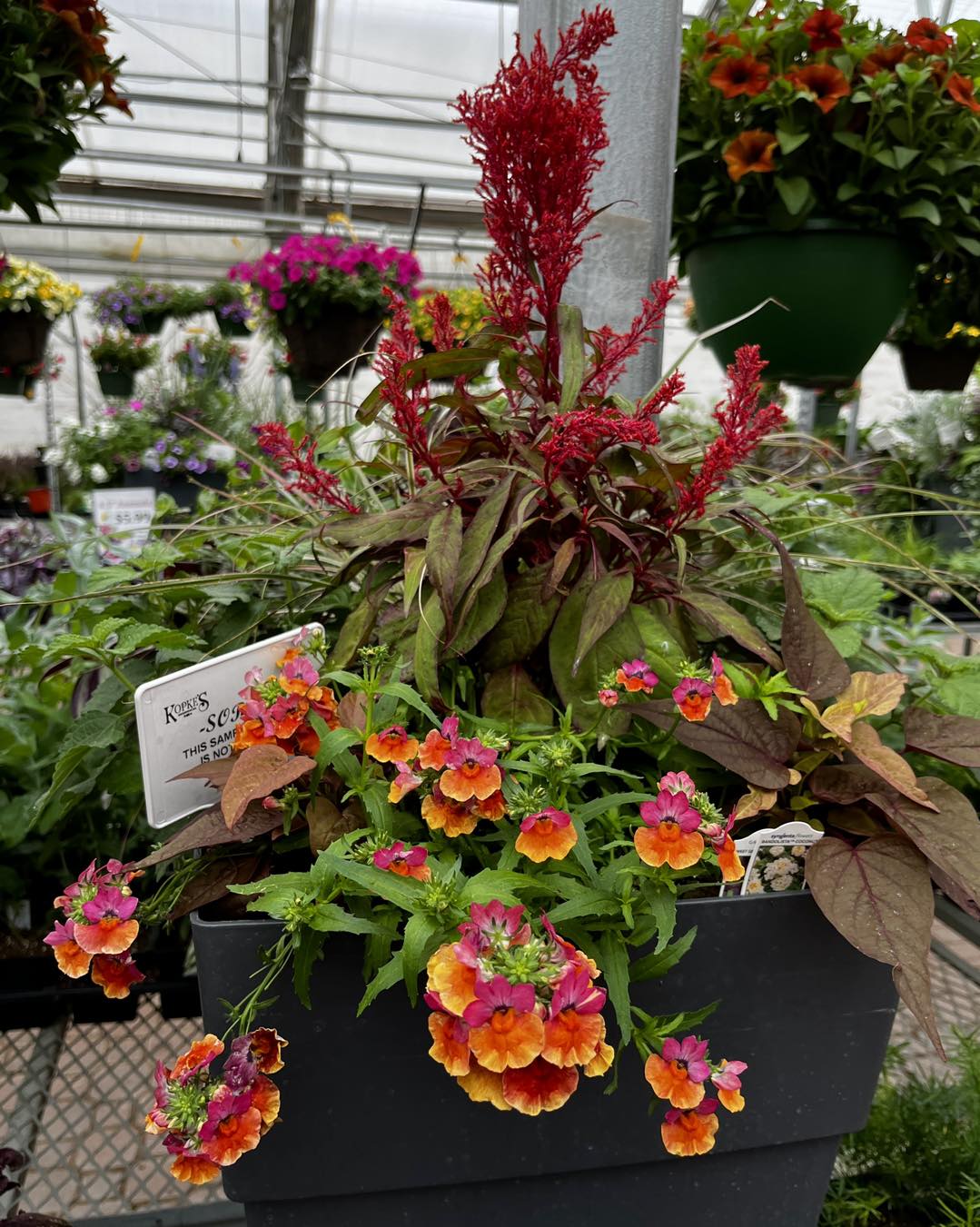 A flowering patio planter