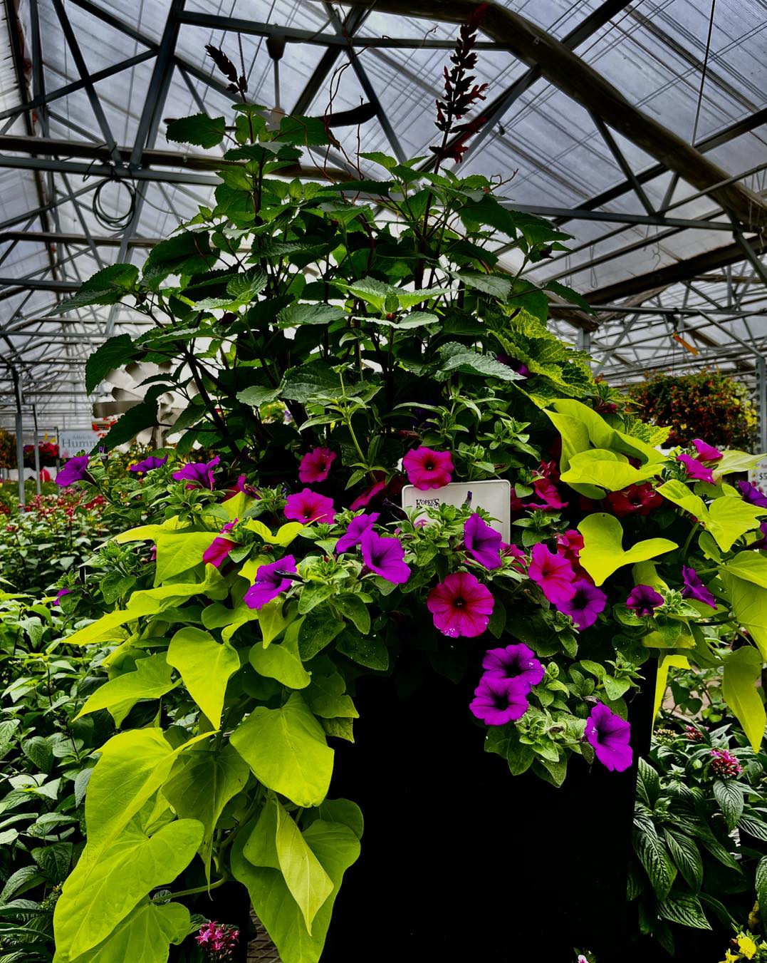 A flowering patio planter